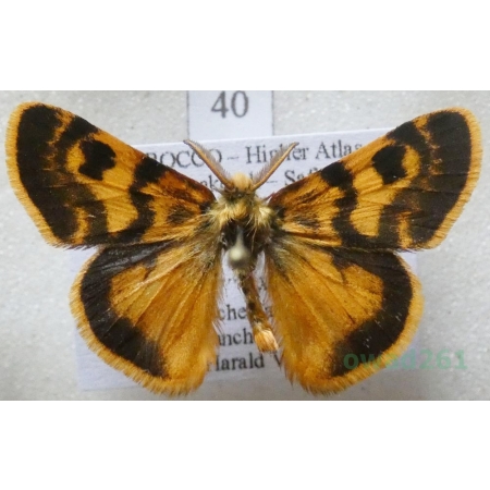 Orgyia splendida Rambur, 1842 male Morocco40